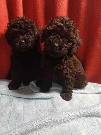 toy-poodle-puppies-5-weeks-old-florence-alabama-big-1