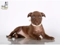 american-pit-bull-terrier-puppies-9-weeks-old-san-diego-california-small-4