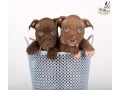 american-pit-bull-terrier-puppies-9-weeks-old-san-diego-california-small-5