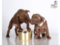 american-pit-bull-terrier-puppies-9-weeks-old-san-diego-california-small-2