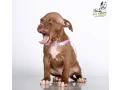 american-pit-bull-terrier-puppies-9-weeks-old-san-diego-california-small-6