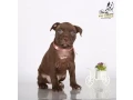 american-pit-bull-terrier-puppies-9-weeks-old-san-diego-california-small-0