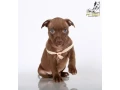 american-pit-bull-terrier-puppies-9-weeks-old-san-diego-california-small-3