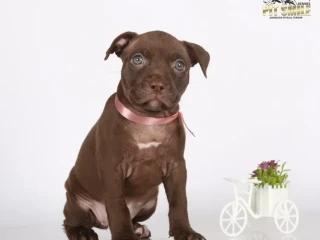 American Pit Bull Terrier puppies, 9 weeks old, San Diego (California)