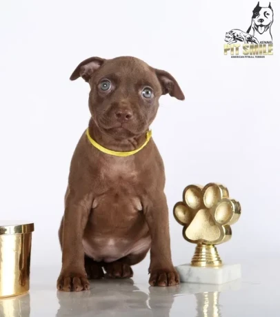 american-pit-bull-terrier-puppies-9-weeks-old-san-diego-california-big-1