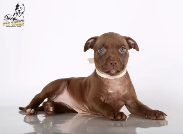 american-pit-bull-terrier-puppies-9-weeks-old-san-diego-california-big-4