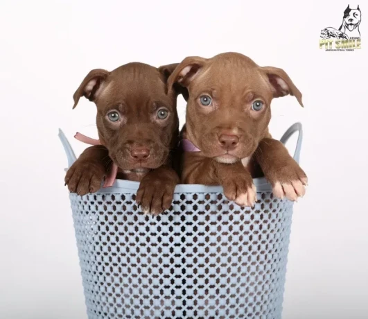 american-pit-bull-terrier-puppies-9-weeks-old-san-diego-california-big-5