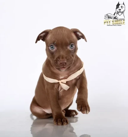 american-pit-bull-terrier-puppies-9-weeks-old-san-diego-california-big-3