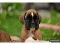 boxer-puppies-7-weeks-old-fargo-south-dakota-small-4