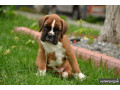 boxer-puppies-7-weeks-old-fargo-south-dakota-small-2