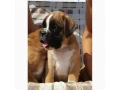 boxer-puppies-7-weeks-old-fargo-south-dakota-small-6