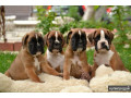 boxer-puppies-7-weeks-old-fargo-south-dakota-small-0