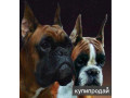 boxer-puppies-7-weeks-old-fargo-south-dakota-small-1