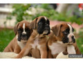 boxer-puppies-7-weeks-old-fargo-south-dakota-small-3