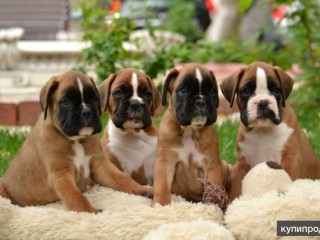 Boxer Puppies, 7 weeks old, Fargo, South Dakota