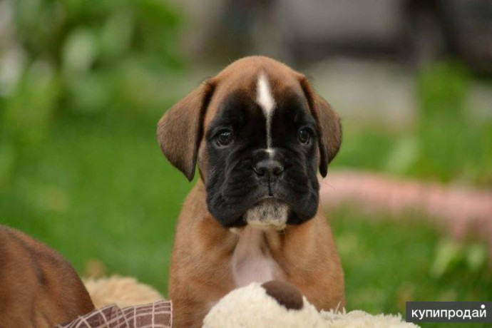 boxer-puppies-7-weeks-old-fargo-south-dakota-big-4