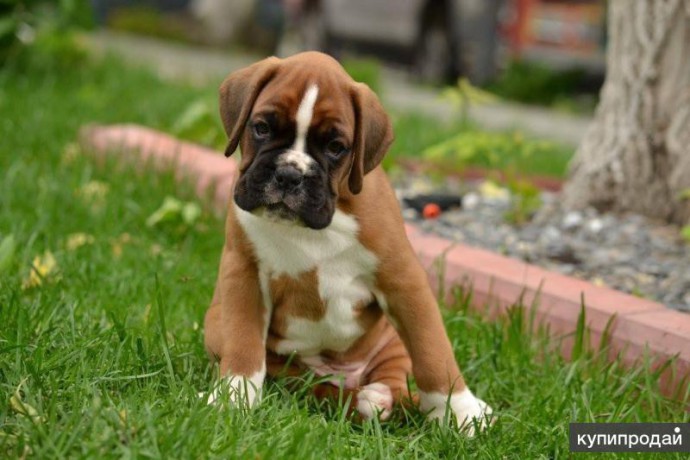 boxer-puppies-7-weeks-old-fargo-south-dakota-big-2