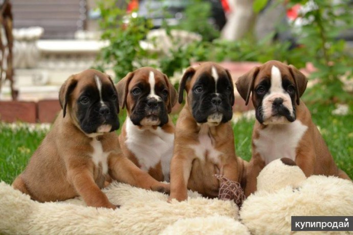 boxer-puppies-7-weeks-old-fargo-south-dakota-big-0