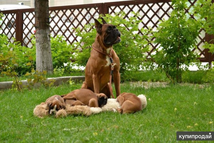 boxer-puppies-7-weeks-old-fargo-south-dakota-big-5