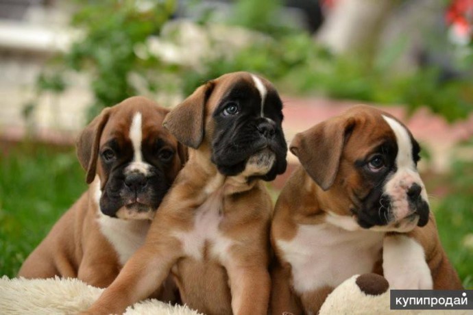 boxer-puppies-7-weeks-old-fargo-south-dakota-big-3