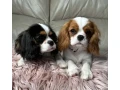 cavalier-king-charles-spaniel-puppies-7-weeks-old-lockwood-missouri-small-0