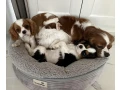 cavalier-king-charles-spaniel-puppies-7-weeks-old-lockwood-missouri-small-2