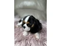 cavalier-king-charles-spaniel-puppies-7-weeks-old-lockwood-missouri-small-1