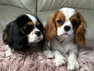 Cavalier King Charles Spaniel puppies, 7 weeks old, Lockwood (Missouri)