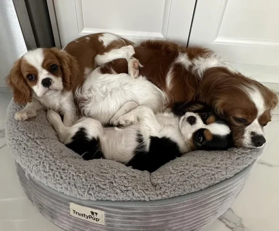 cavalier-king-charles-spaniel-puppies-7-weeks-old-lockwood-missouri-big-2