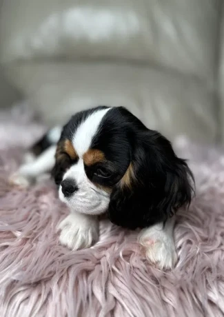 cavalier-king-charles-spaniel-puppies-7-weeks-old-lockwood-missouri-big-1