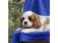 female-cavalier-king-charles-spaniel-puppies-12-weeks-old-girl-norfolk-virginia-small-3