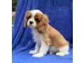 female-cavalier-king-charles-spaniel-puppies-12-weeks-old-girl-norfolk-virginia-small-2