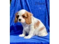 female-cavalier-king-charles-spaniel-puppies-12-weeks-old-girl-norfolk-virginia-small-1