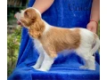 female-cavalier-king-charles-spaniel-puppies-12-weeks-old-girl-norfolk-virginia-small-0