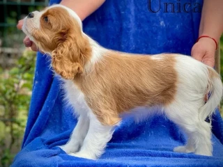 Female Cavalier King Charles Spaniel puppies, 12 weeks old, girl, Norfolk, Virginia