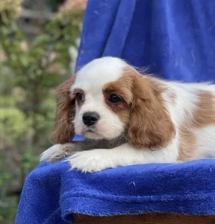 female-cavalier-king-charles-spaniel-puppies-12-weeks-old-girl-norfolk-virginia-big-3