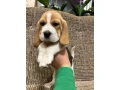 beagle-puppy-3-months-old-rocky-small-2