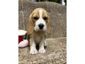 beagle-puppy-3-months-old-rocky-small-4