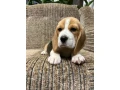 beagle-puppy-3-months-old-rocky-small-0