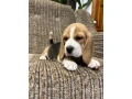 beagle-puppy-3-months-old-rocky-small-3