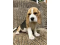 beagle-puppy-3-months-old-rocky-small-1