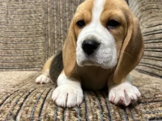 Beagle puppy, 3 months old, Rocky