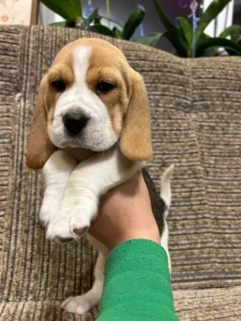 beagle-puppy-3-months-old-rocky-big-2