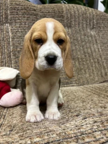 beagle-puppy-3-months-old-rocky-big-4