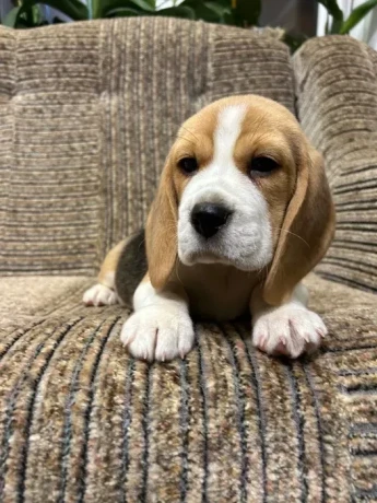 beagle-puppy-3-months-old-rocky-big-0