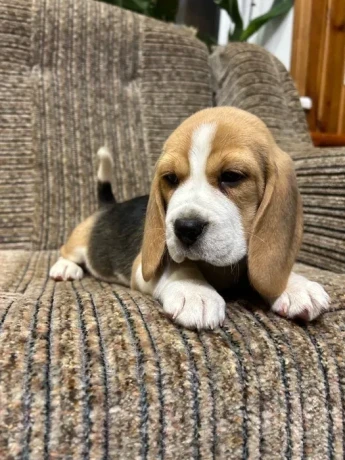 beagle-puppy-3-months-old-rocky-big-3