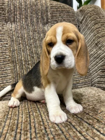 beagle-puppy-3-months-old-rocky-big-1