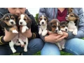 beagle-puppies-5-weeks-old-dallas-texas-small-0