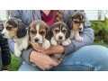 beagle-puppies-5-weeks-old-dallas-texas-small-2