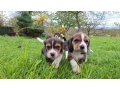 beagle-puppies-5-weeks-old-dallas-texas-small-4